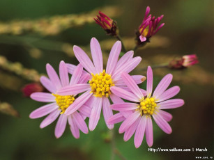 Картинка цветы ромашки