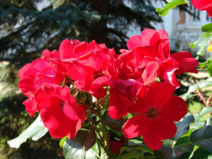 Картинка цветы розы