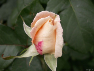 Картинка цветы розы