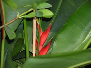 Картинка цветы стрелиция райская птица