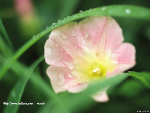 обоя цветы, вьюнки, ипомеи