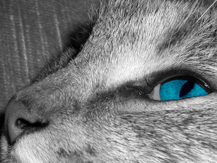 Картинка животные коты