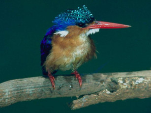 Картинка животные зимородки