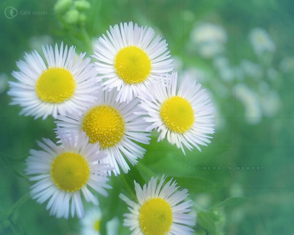 Обои картинки фото цветы, луговые, полевые