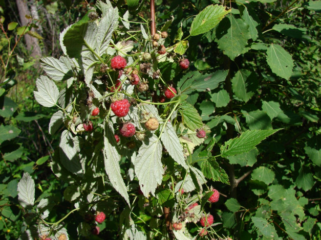 Обои картинки фото 