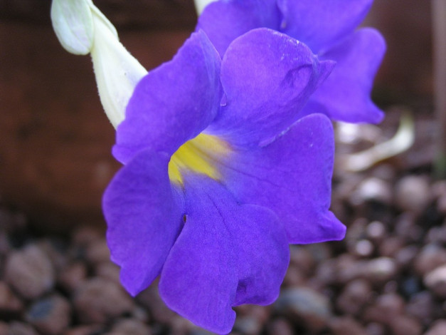 Обои картинки фото цветы