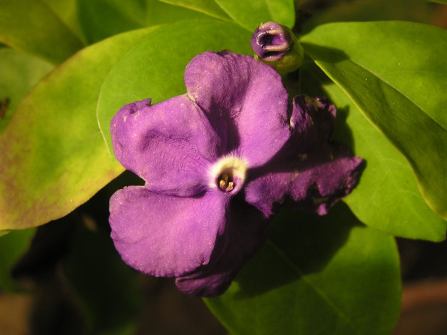 Обои картинки фото цветы