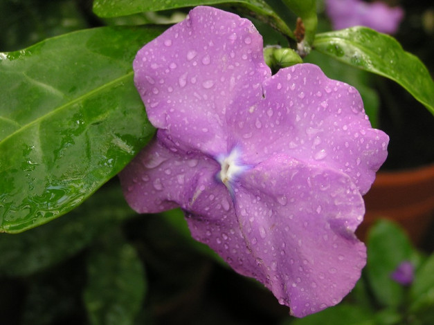 Обои картинки фото цветы