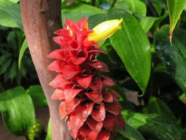 Обои картинки фото цветы