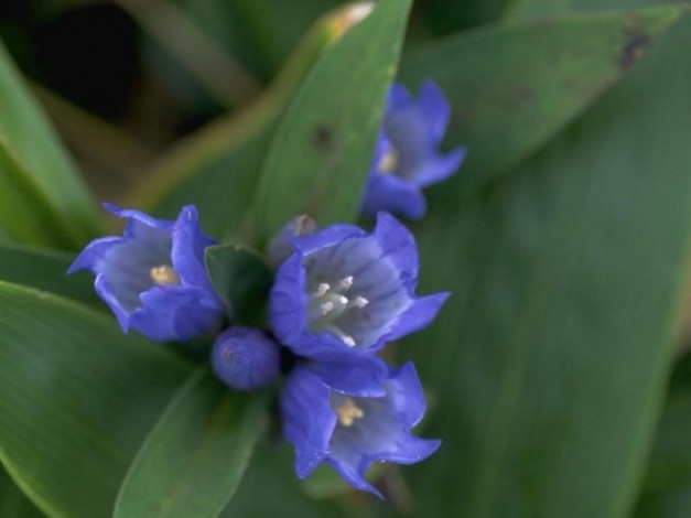 Обои картинки фото цветы