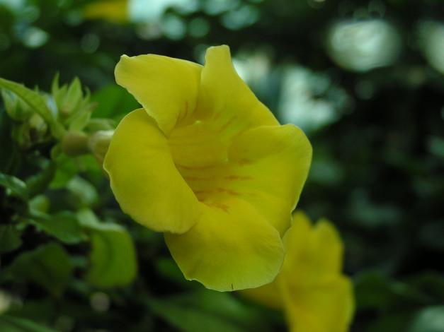 Обои картинки фото цветы, алламанда