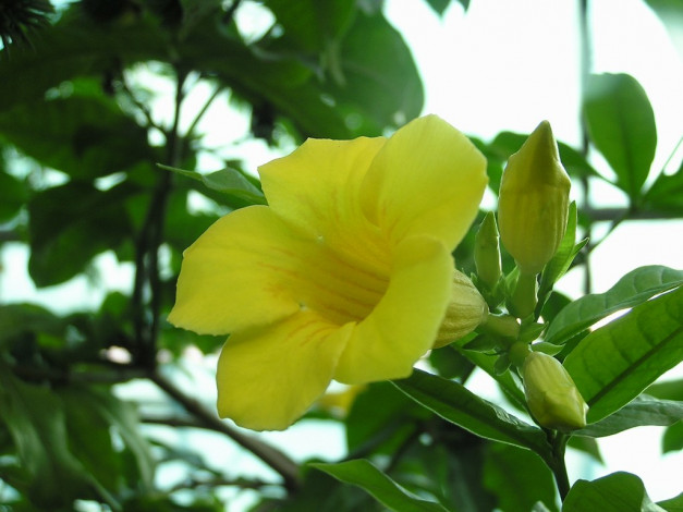 Обои картинки фото цветы, алламанда