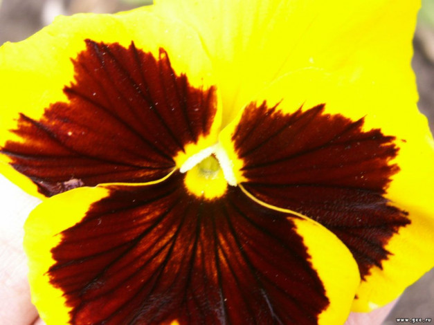 Обои картинки фото цветы, анютины, глазки, садовые, фиалки