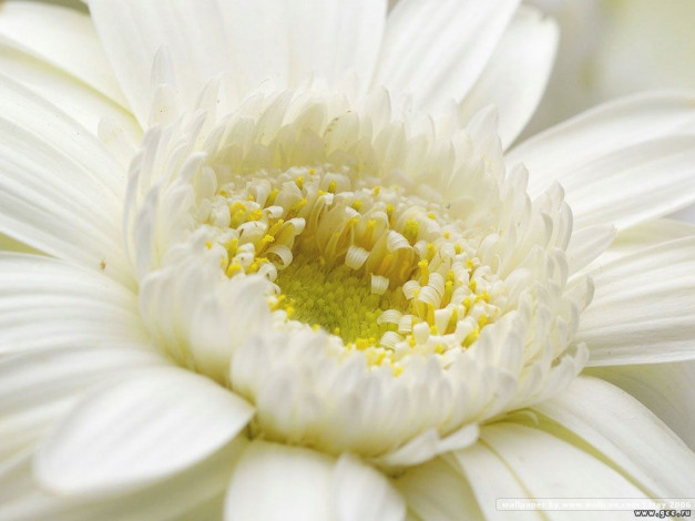 Обои картинки фото цветы, герберы