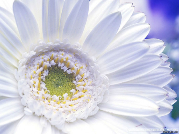 Обои картинки фото цветы, герберы