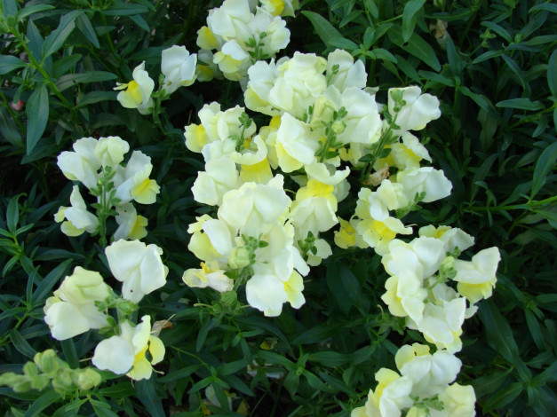 Обои картинки фото цветы, львиный, зев