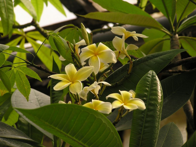 Обои картинки фото цветы, плюмерия