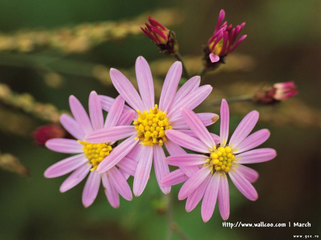 Обои картинки фото цветы, ромашки