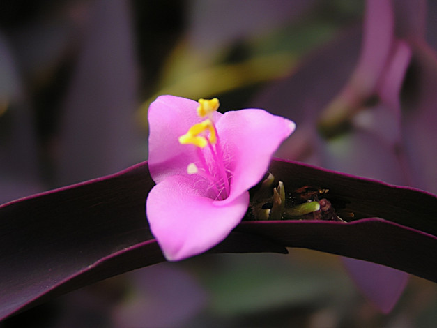 Обои картинки фото цветы, традесканции