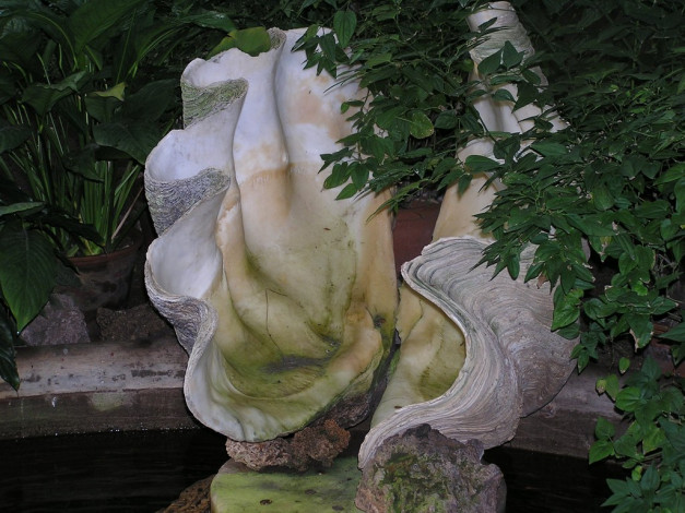 Обои картинки фото разное, ракушки, кораллы, декоративные, spa, камни