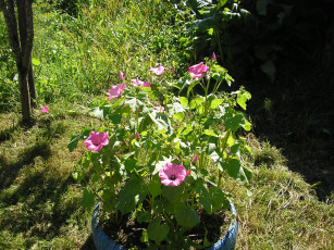 Картинка цветы лаватера