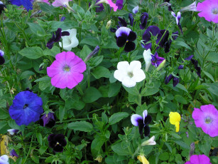 обоя цветы, разные, вместе