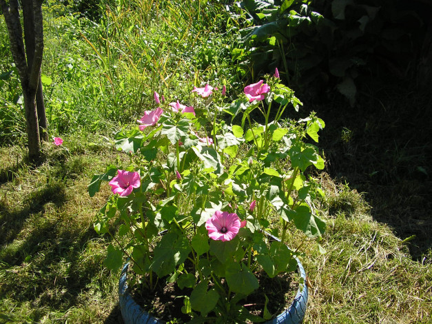 Обои картинки фото цветы, лаватера