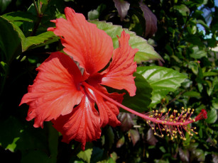 Картинка цветы гибискусы