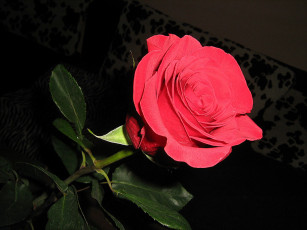 Картинка цветы розы