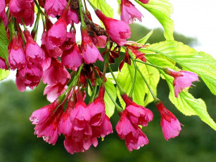 Картинка цветы цветущие деревья кустарники