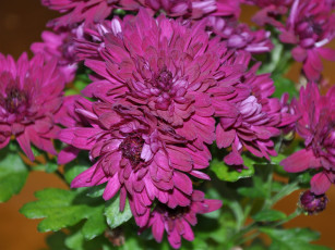 обоя цветы, хризантемы