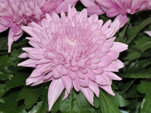 Картинка цветы хризантемы