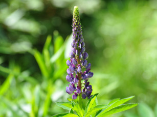 Картинка цветы люпин