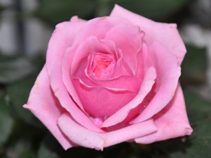 Картинка цветы розы