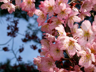 Картинка цветы сакура вишня