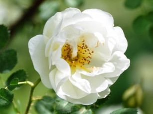 Картинка цветы шиповник