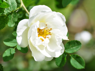 Картинка цветы шиповник