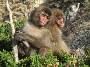 Картинка животные обезьяны