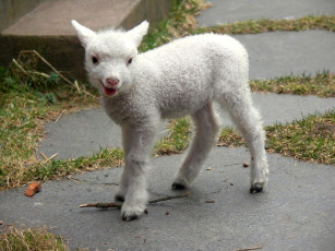 Картинка животные овцы бараны