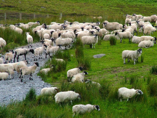 Картинка животные овцы бараны