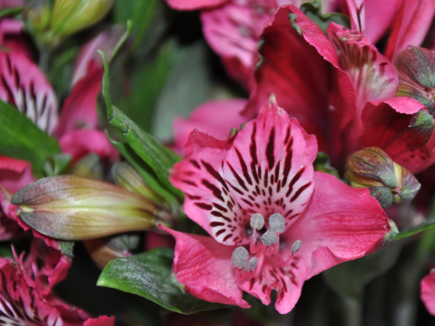 Обои картинки фото цветы, альстромерия