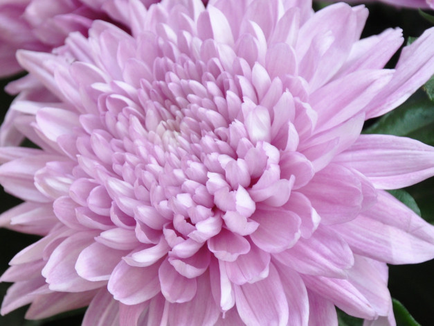 Обои картинки фото цветы, хризантемы