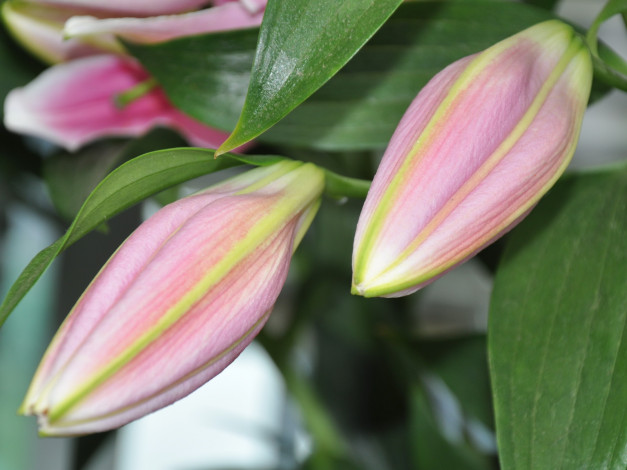 Обои картинки фото цветы, лилии, лилейники