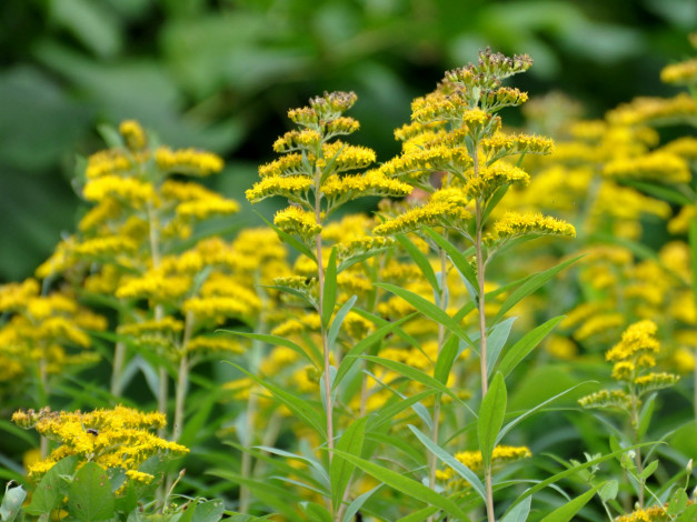 Обои картинки фото цветы, луговые, полевые