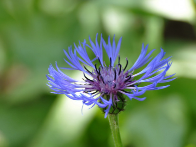 Обои картинки фото цветы, васильки