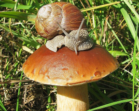 Картинка животные улитки