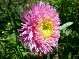 Картинка цветы астры