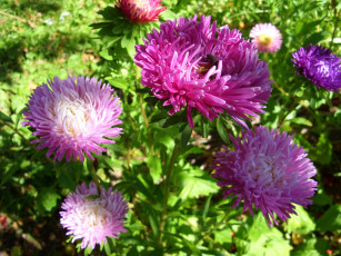 Картинка цветы астры