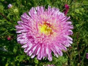 Картинка цветы астры