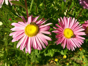 Картинка цветы астры